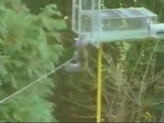 Look what the squirrel is doing to get his food