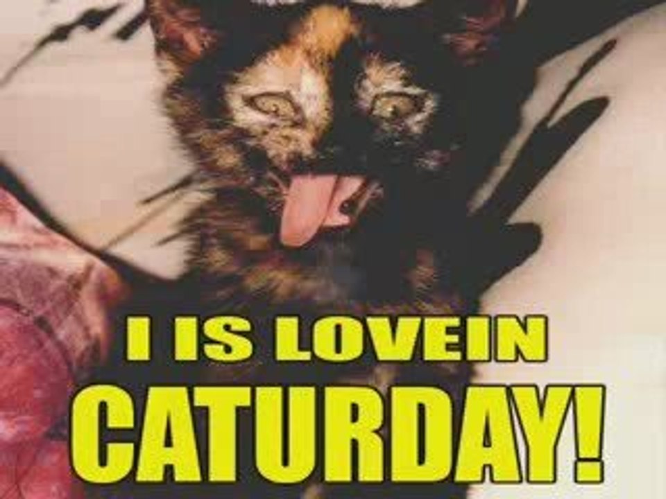 funny cats