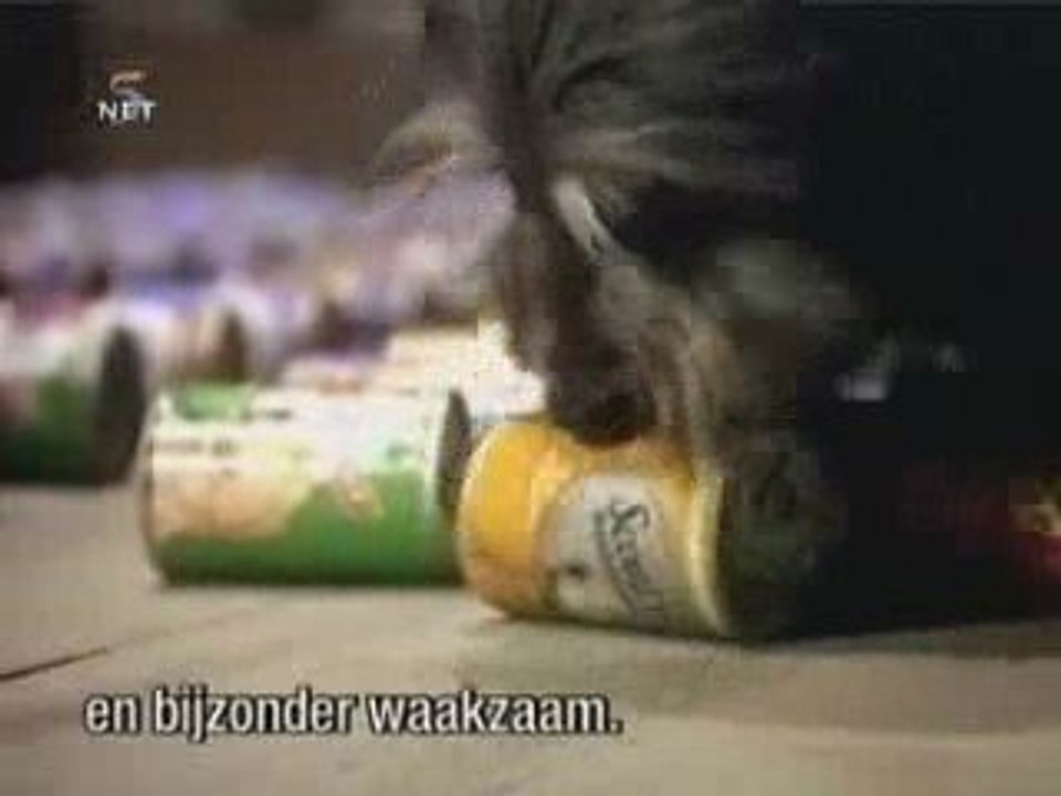 cambrioleur gentlekats