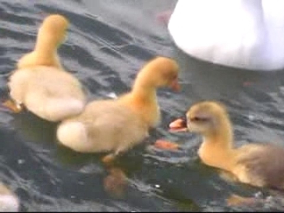 Somain-les oisons du parc Anne Frank