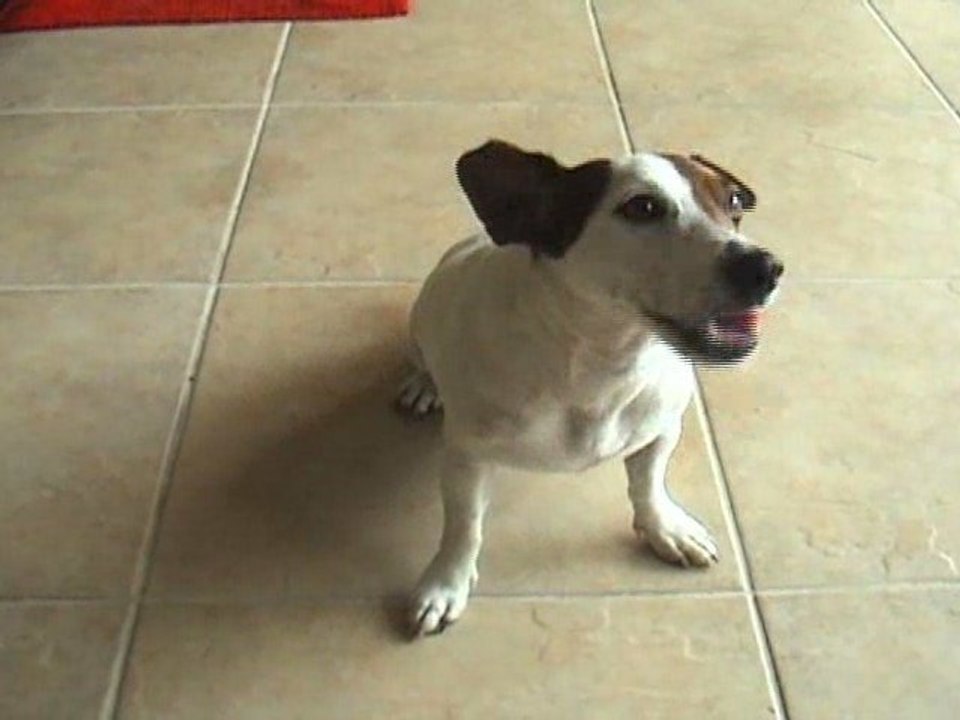 A Dog's Thoughts on Botox