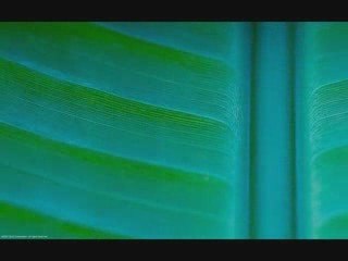 Cheb Salim - Laroussa