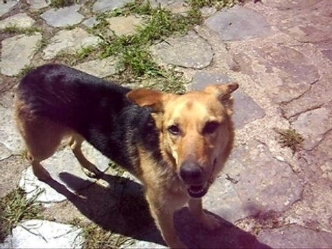 vacances en Cévennes 4, avril 2009