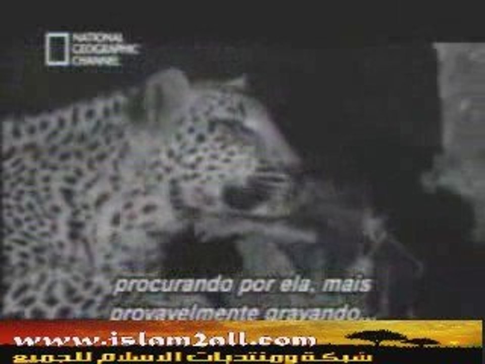 bébé singe & la panthère