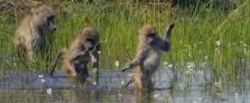 Disney Nature- Oceans