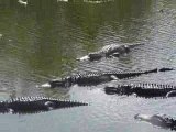 Florida's gators