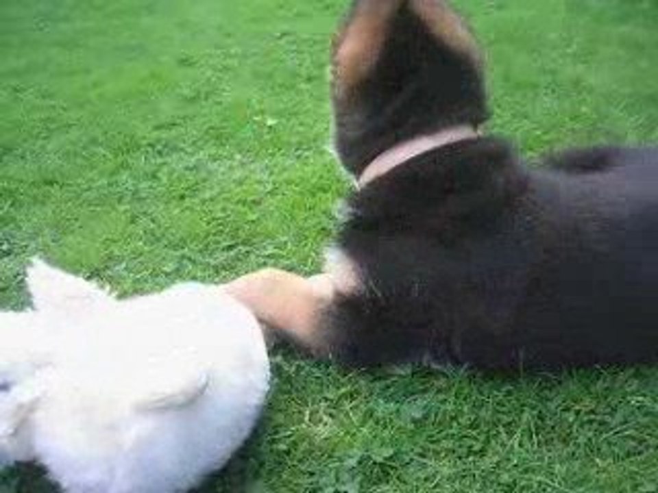 Elioth bruits du jardin