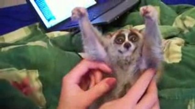 Un petit animal qui adore les gratouilles