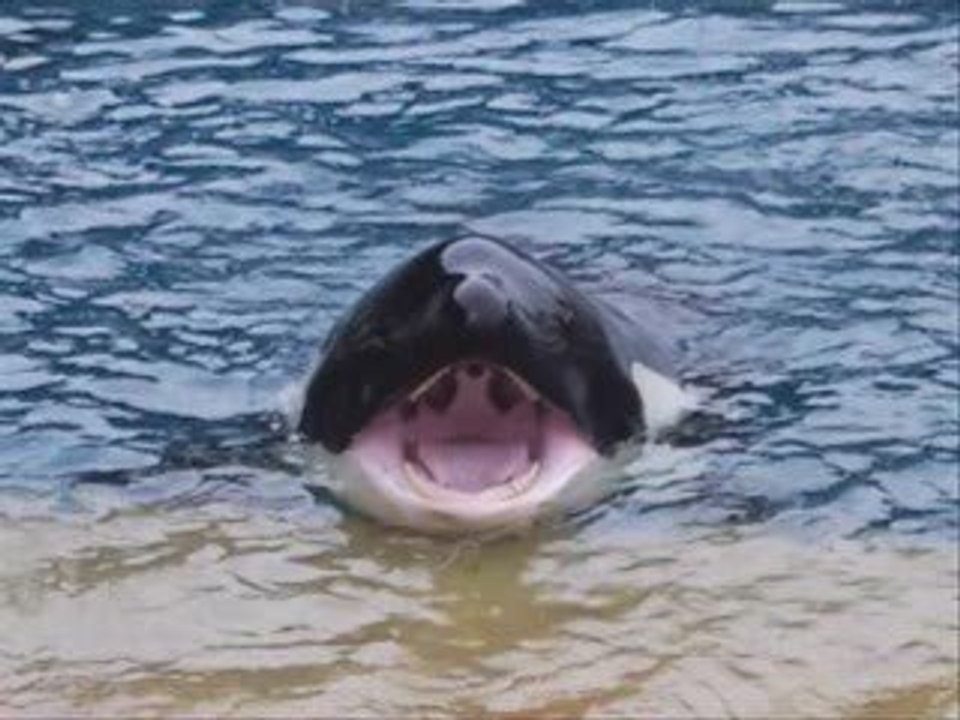 Spectacle des orques au Marineland