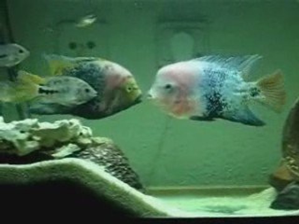 Vieja synspilum before spawning