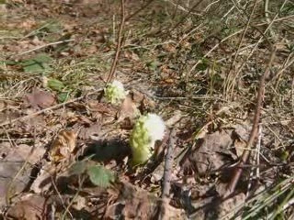 Hrobacza - Magurka czyli w poszukiwaniu Pani Wiosny