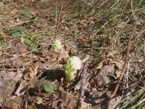 Hrobacza - Magurka czyli w poszukiwaniu Pani Wiosny