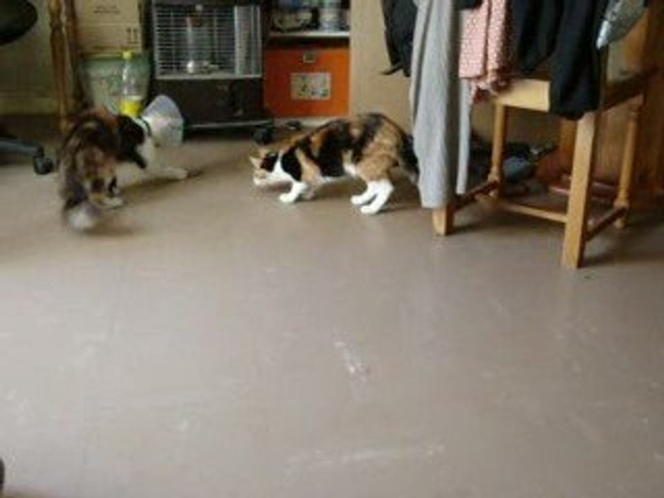 DIOR et sa sauterelle 1er mai 09 009