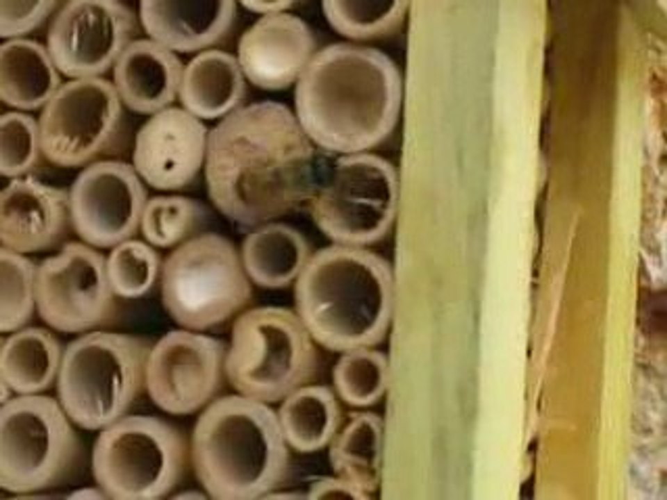 abeille solitaire