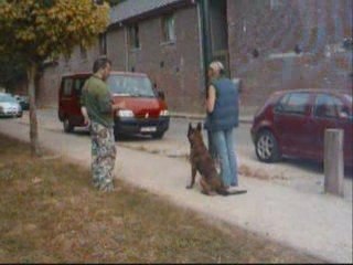 Malinois mai 2009