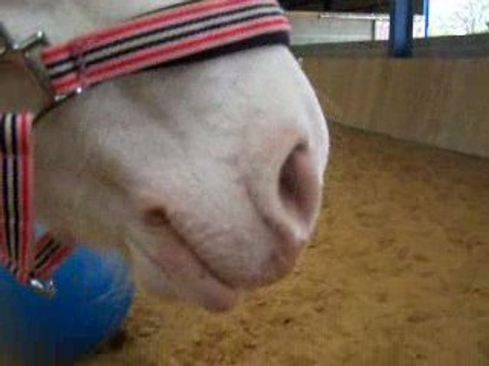 Ball and pony: love story!