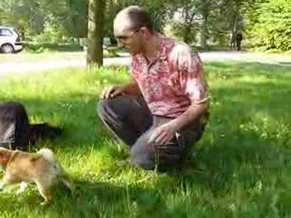 Leyka n'aime pas le collier et la laisse ...