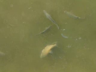 Carpes,brêmes à GOGO et PLUS encore???