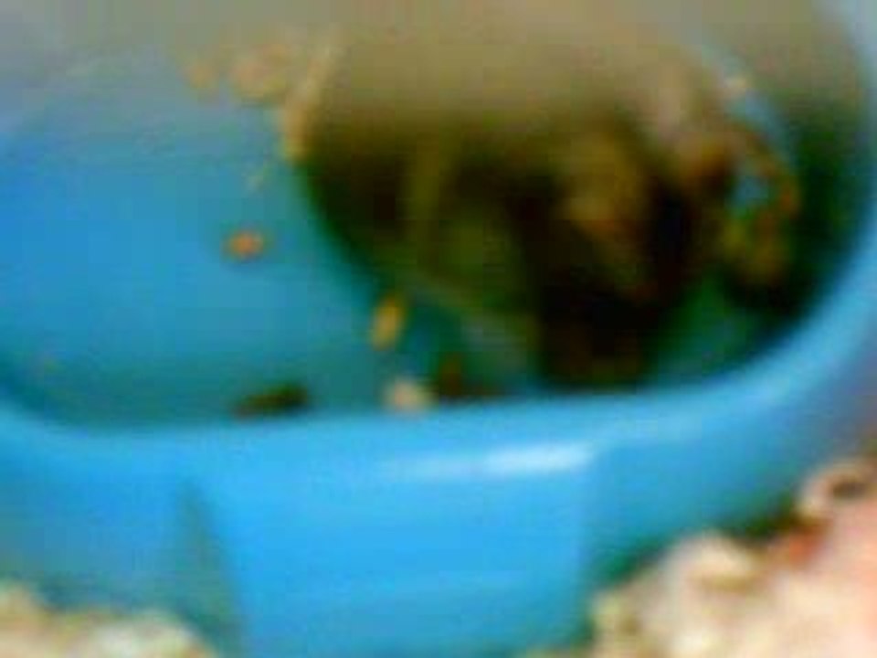 Kiwi mange