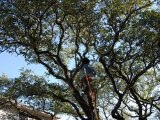 Tree Service Austin TX http://Tree Service AustinTX.com