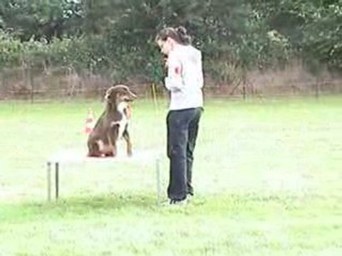 Brisca en agility : concours interne de l'ECSM