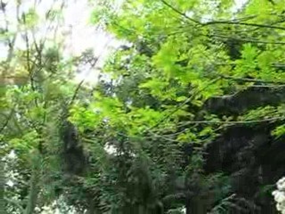chant d'oiseaux