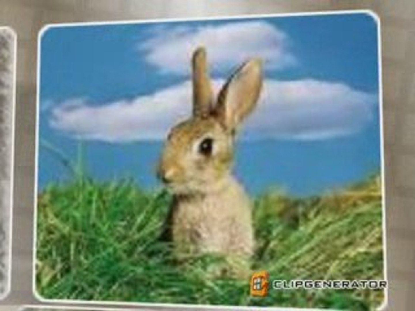 Cute Rabbits