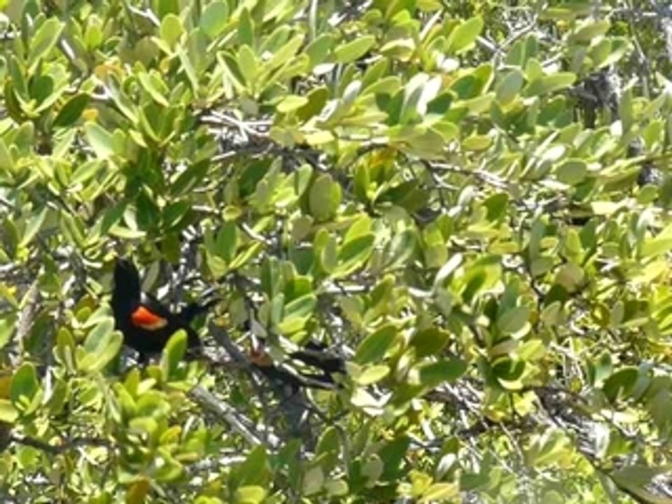 Florida's bird