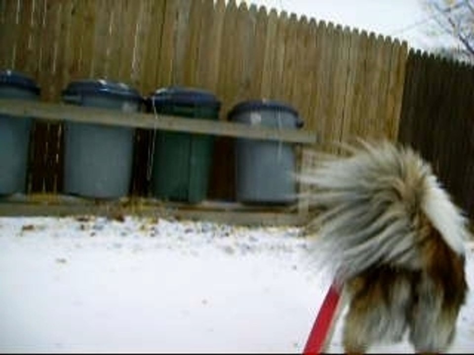 Maynard the Sled Dog 1 sheps