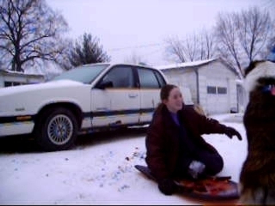 Maynard the Sled Dog 4