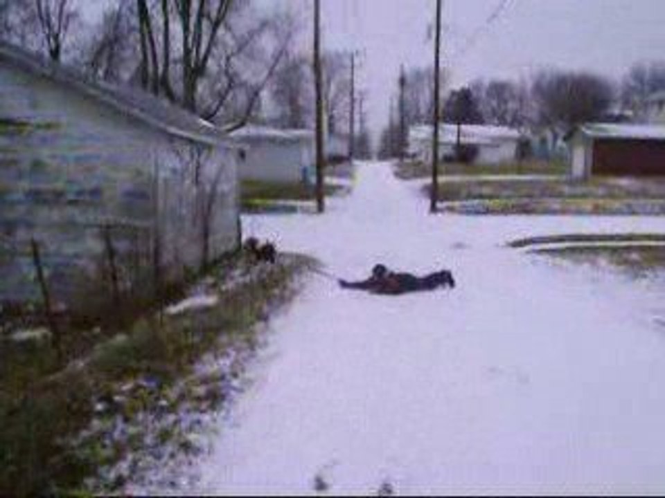 Maynard the Sled Dog 6