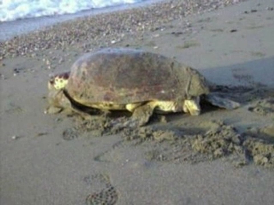 Anamur Meeresschildkröten: Rückkehr ins Meer