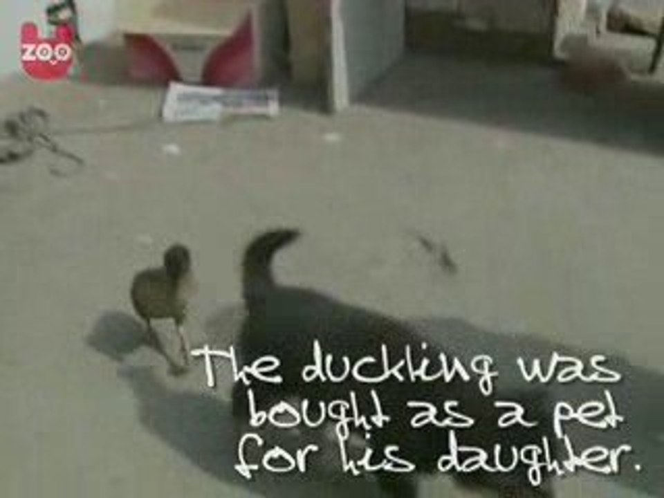 Dog &Duck