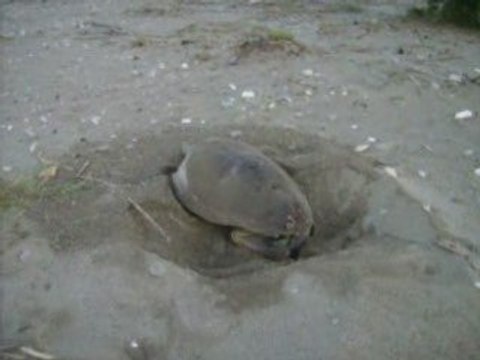 Anamur Meeresschildkröten: Nestbau