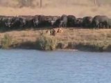 * Batailles Epiques Buffles-Lionnes-Crocos au Parc Kruger *