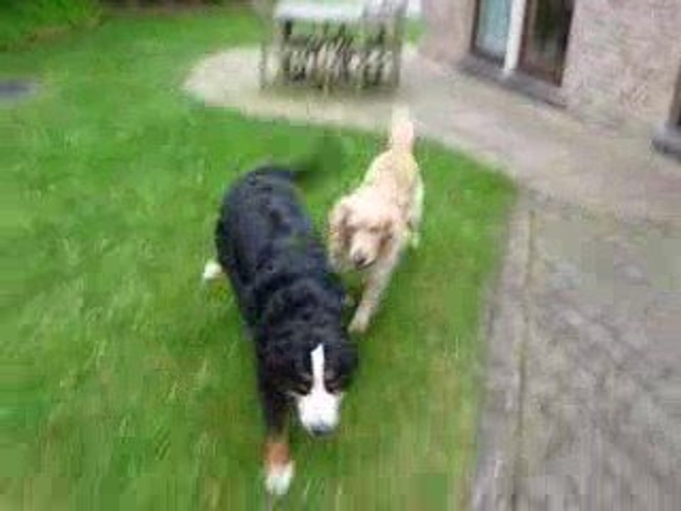 Golden Retriever vs. Bouvier Bernois