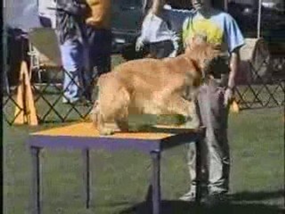 Forum chien Sport Canin