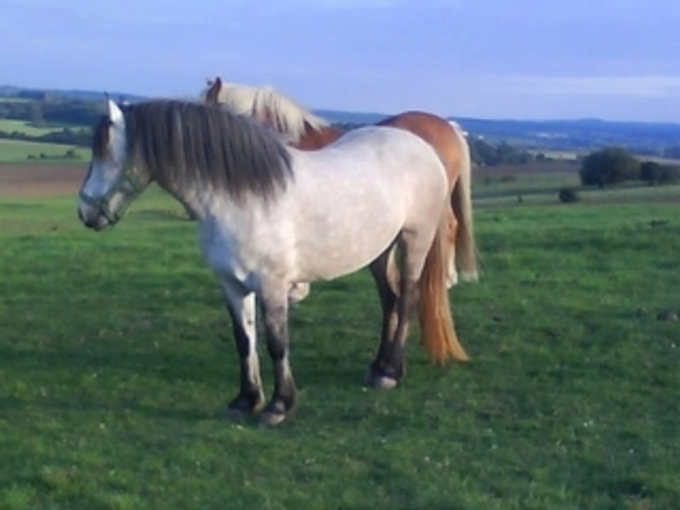 Mes chevaux...