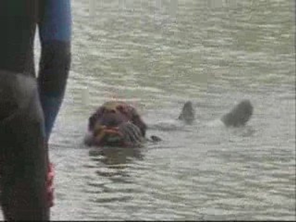 Leonberg Tao en sauvetage aquatique