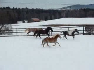 Les galopades dans la neige