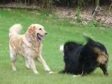 Golden retriever & Bouvier bernois