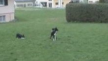 Troupeautage de Bono