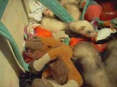 Premier Jeux de Furetons