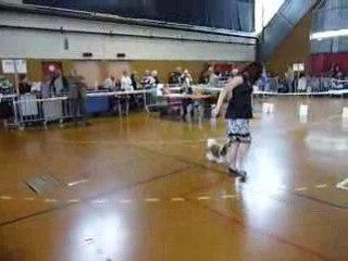 Puppy shih tzu Amiens 2009