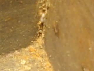 MUM GÜVESİ-ARI ZARARLISI