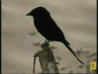Birds at Pete's Pond 43009 6am