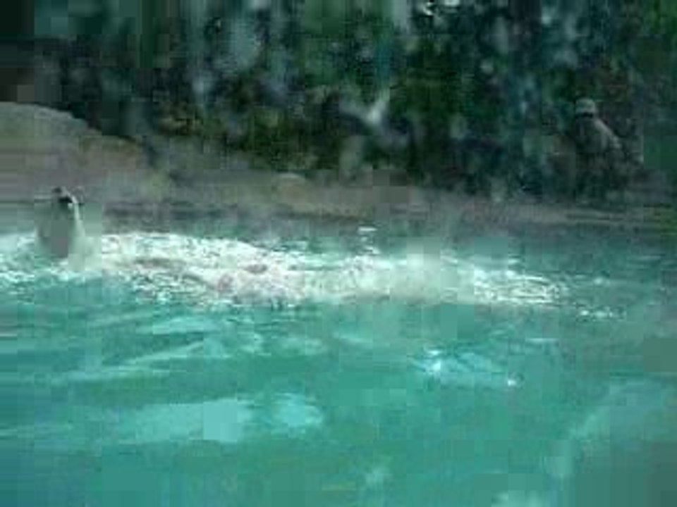 OURS BLANCS KI PLONGE ET NAGE