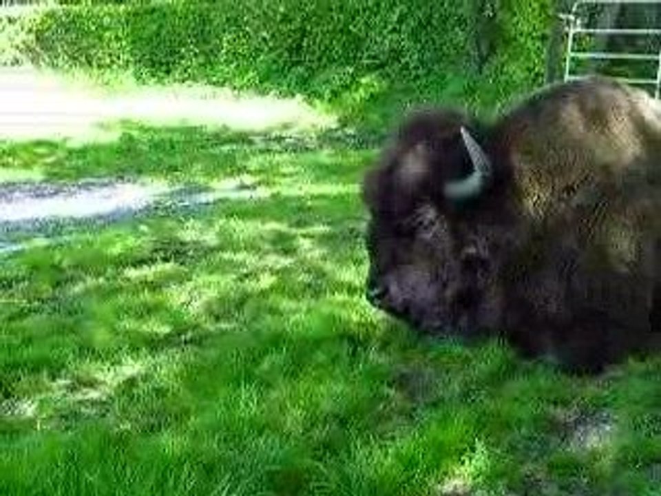 Bison
