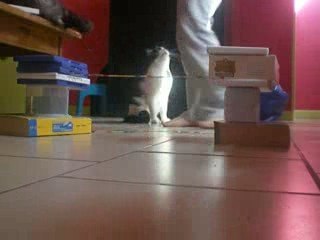 léo mon petit chat en cso