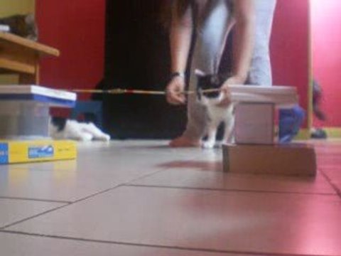 hugo mon petit poussin en cso